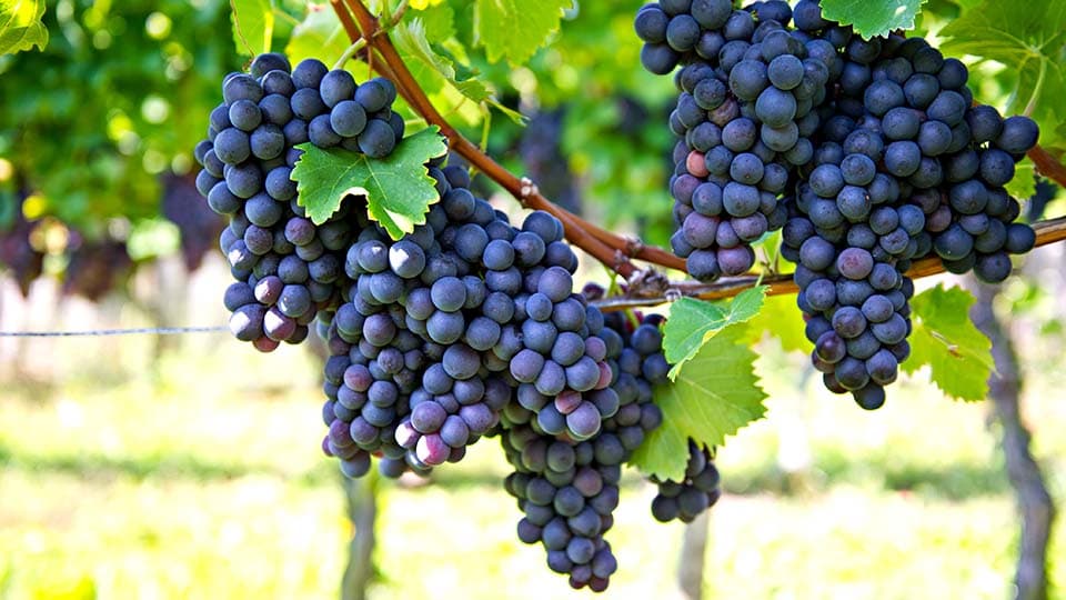 a close-up of some grapes
