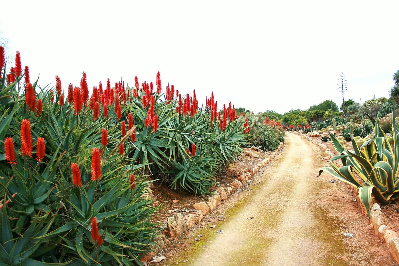 Botanicactus, Mallorca